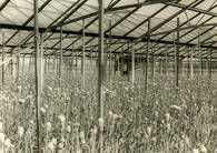 El primer invernadero del maestro jardinero Hans-Werner Dümmen del año 1962 tenía sólo 750 m². ©Dümmen, Red Fox 2009
