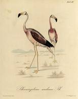 Phoenicopterus andinus Ph. (Philippi 1860: lámina IV)