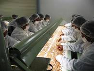 La línea de producción del maní es controlada por técnicos calificados de la Cooperativa Fernheim.