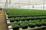 Heute kultiviert Dümmen/Red Fox Pflanzen auf über 620 000 m². ©Dümmen, Red Fox 2009
